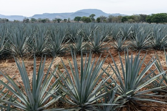 Blue agave field